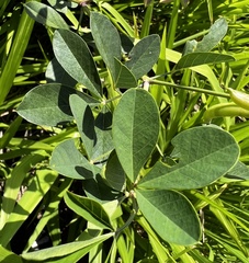 Crotalaria longirostrata