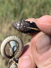 Thamnophis radix