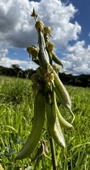 Crotalaria longirostrata