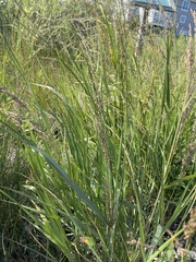 Panicum amarum
