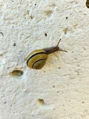 Cepaea nemoralis