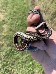 Thamnophis radix