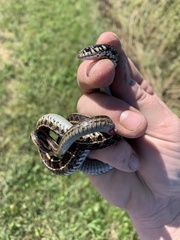 Thamnophis radix
