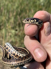 Thamnophis radix