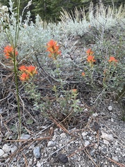 Castilleja applegatei pinetorum