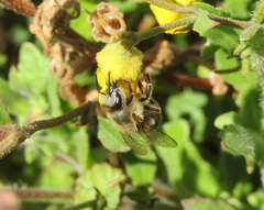 Apis mellifera capensis