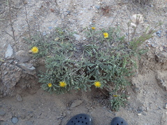 Arctotis arctotoides