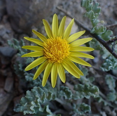 Arctotis arctotoides