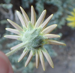 Arctotis arctotoides