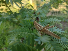 Schistocerca flavofasciata