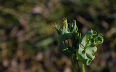 Blackstonia perfoliata