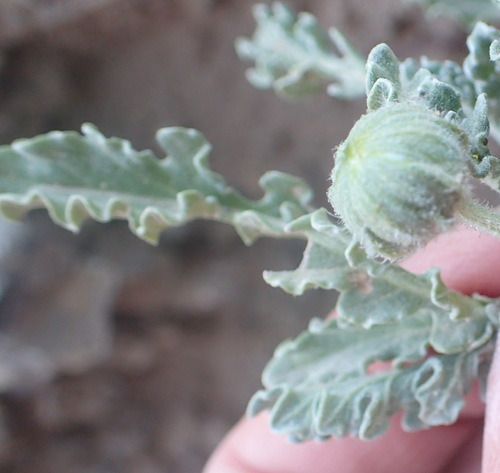 Image of Arctotis arctotoides by (c) Nicola van Berkel, some rights reserved (CC BY-SA)