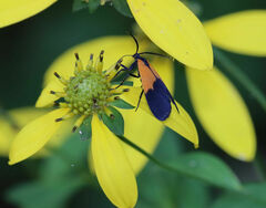 Lycomorpha pholus