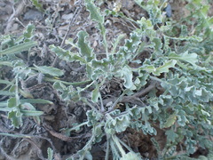 Arctotis arctotoides