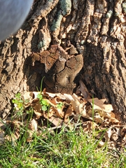 Xylobolus frustulatus