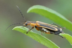 Chauliognathus marginatus