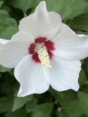 Hibiscus syriacus