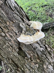 Trametes lactinea