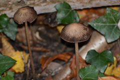 Parasola conopilea