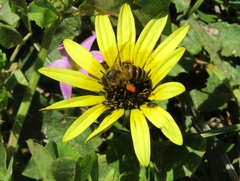 Apis mellifera capensis