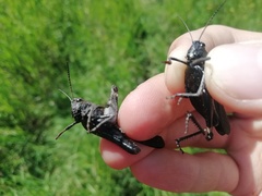 Psophus stridulus