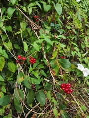 Lonicera periclymenum