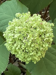 Hydrangea