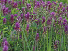 Melampyrum arvense