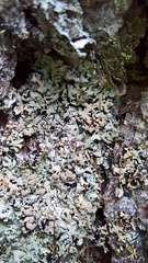 Hypogymnia bitteri