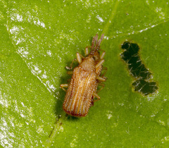 Baliosus californicus