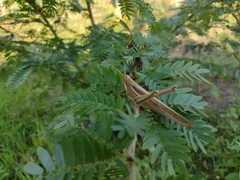 Schistocerca flavofasciata