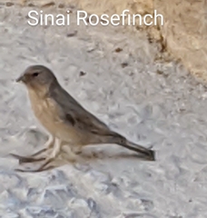 Carpodacus synoicus