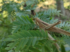 Schistocerca flavofasciata