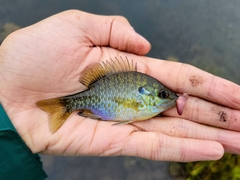 Lepomis gibbosus × macrochirus
