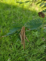 Schistocerca flavofasciata