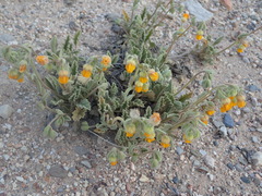 Hermannia althaeifolia