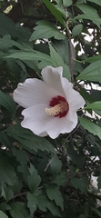 Hibiscus syriacus