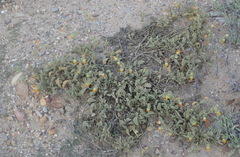 Hermannia althaeifolia