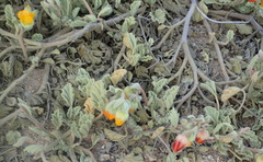 Hermannia althaeifolia