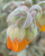 Hermannia althaeifolia