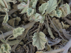 Hermannia althaeifolia