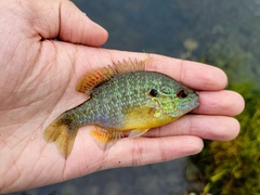 Lepomis gibbosus × peltastes