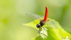 Aethriamanta brevipennis