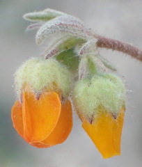 Hermannia althaeifolia