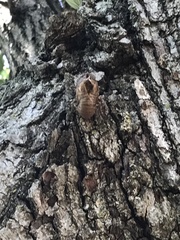 Cicadoidea