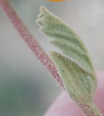 Hermannia althaeifolia