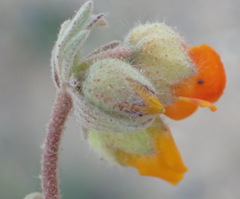 Hermannia althaeifolia