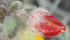 Hermannia althaeifolia