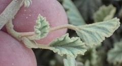 Hermannia althaeifolia