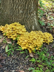 Desarmillaria tabescens